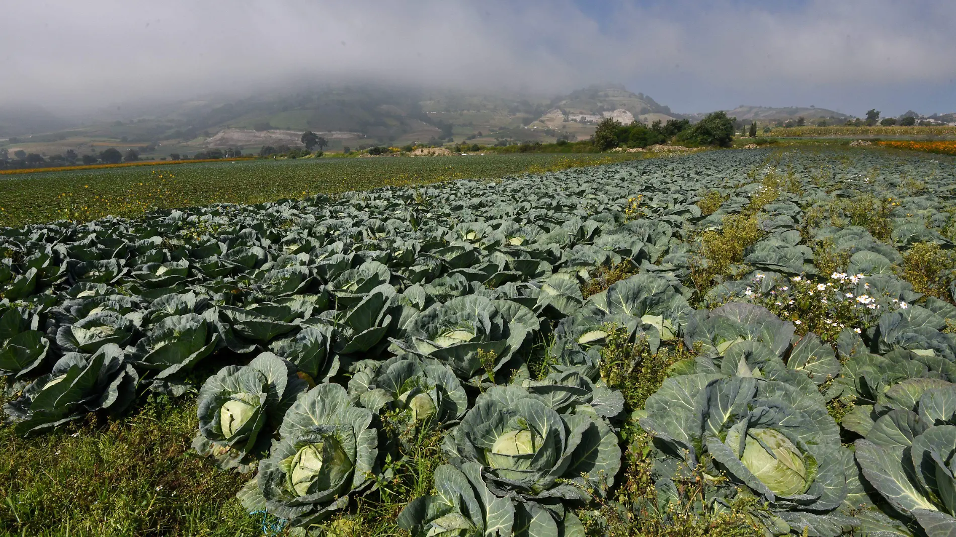 verduras-cosecha-crisanta espinosa aguilar-cuartoscuro